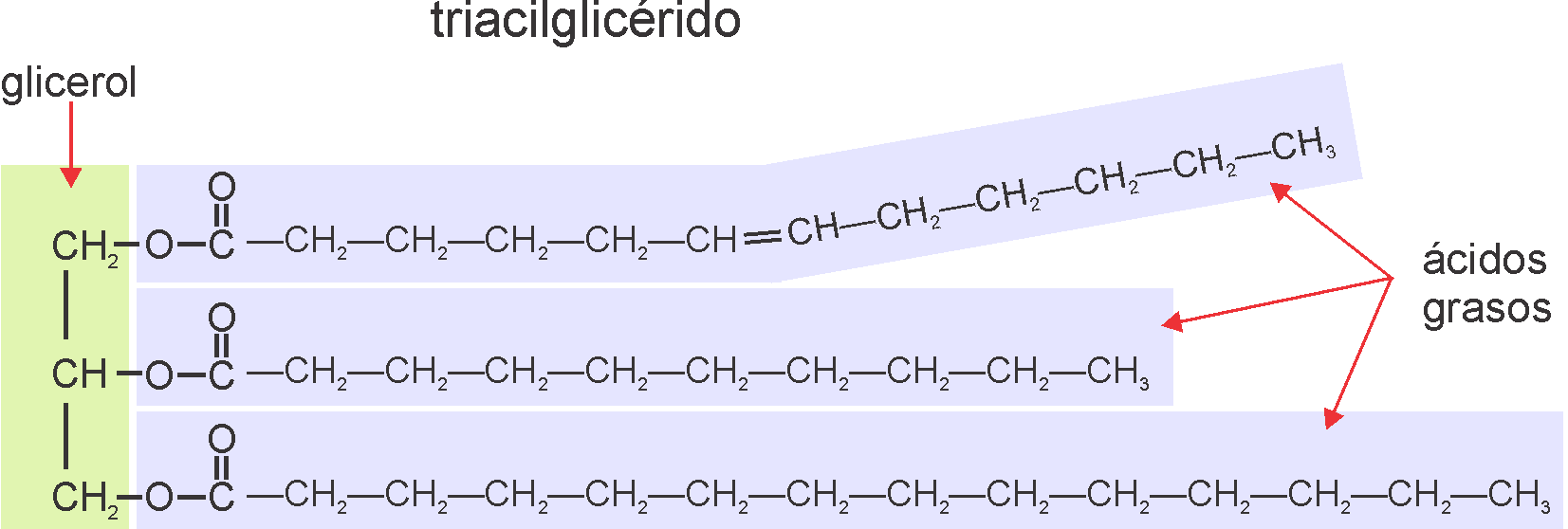 Triacilglicérido