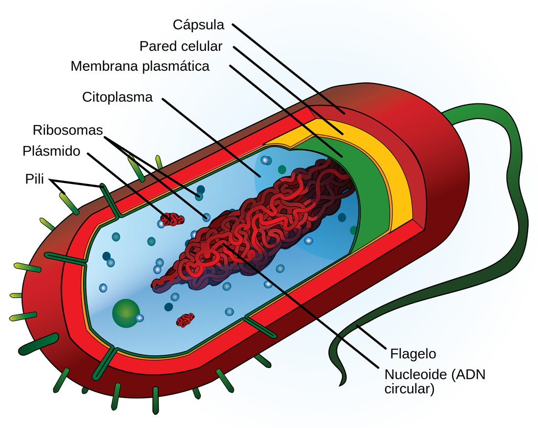 Estructura de una bacteria