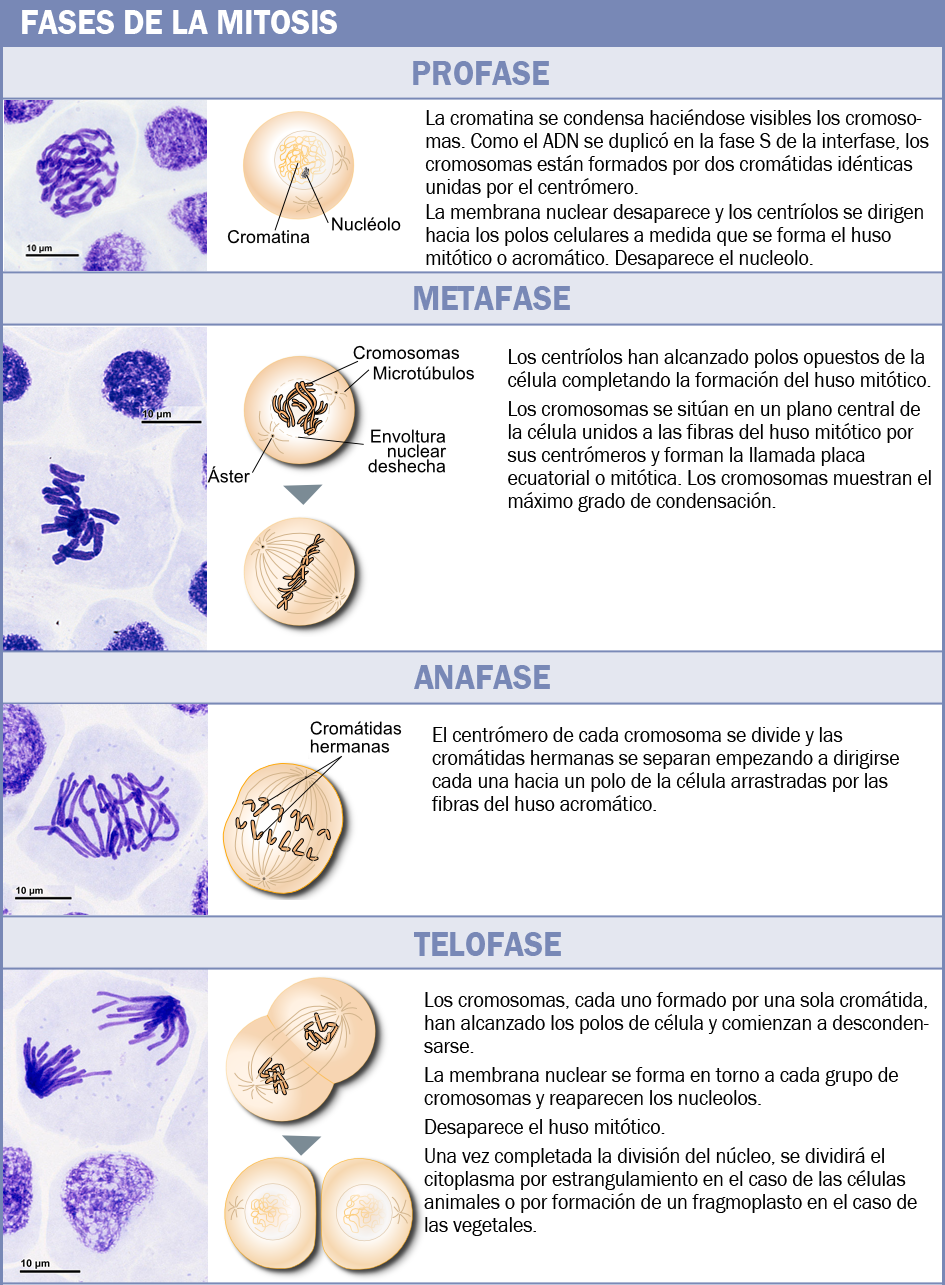 Fases de la mitosis