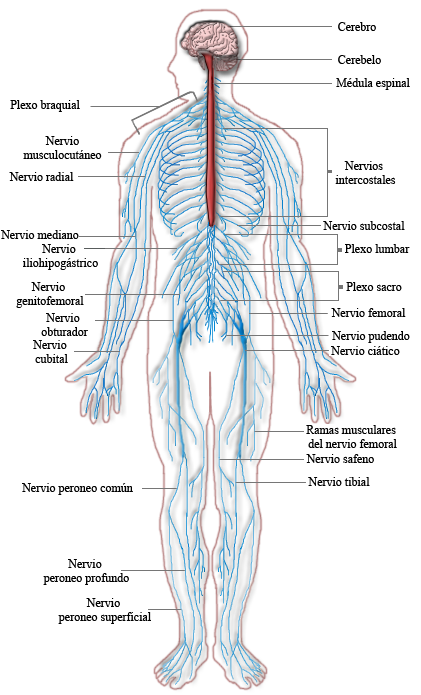 Esquema del sistema nervioso