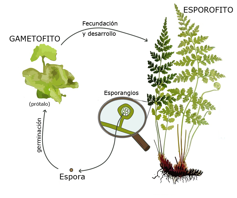 Ciclo haplodiplonte de un helecho