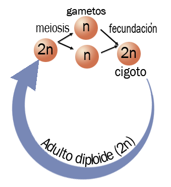 Ciclo diplonte