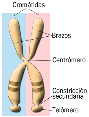 Partes de un cromosoma metafásico