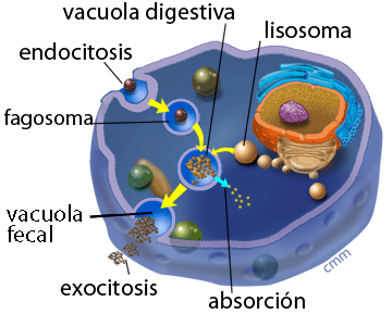 Esquema de fagocitosis y digestión intracelular