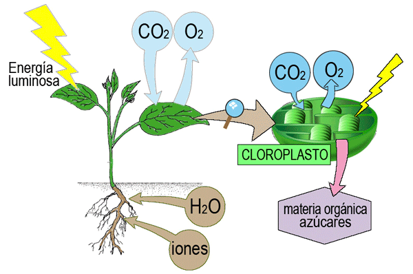Resumen de los intercambios de la fotosíntesis