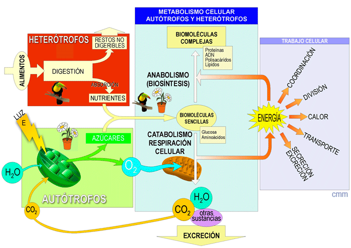 Esquema del metabolismo autótrofo y heterótrofo