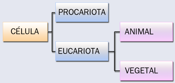 Tipos de células