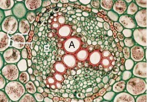 Corte transversal de la raíz de una dicotiledónea