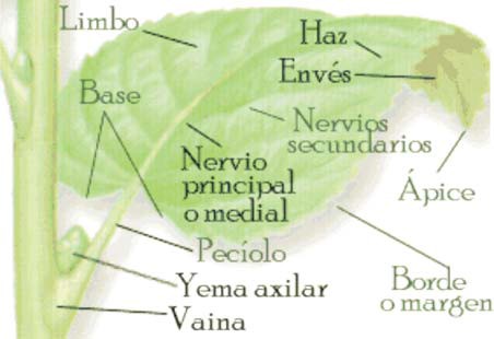 Estructura de una hoja