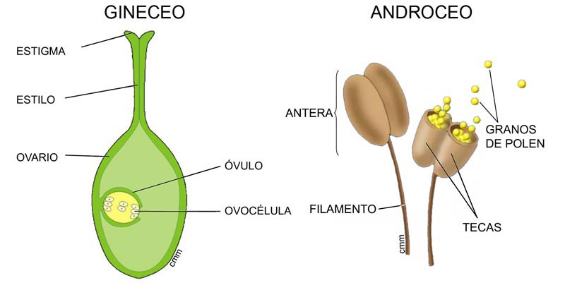 Gineceo y androceo