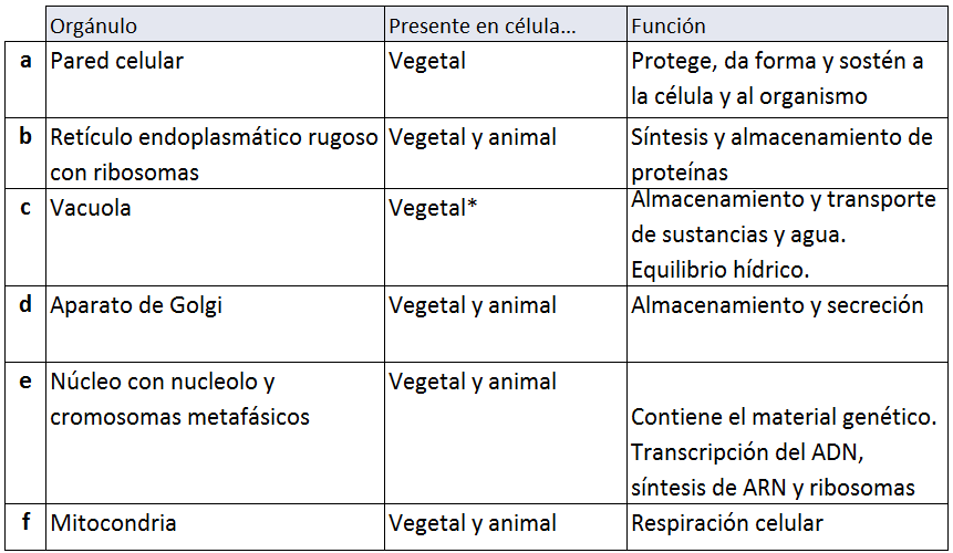 Diferencias célula animal y vegetal