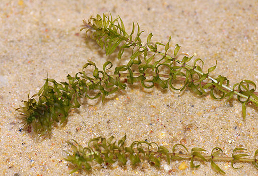 Elodea nuttallii