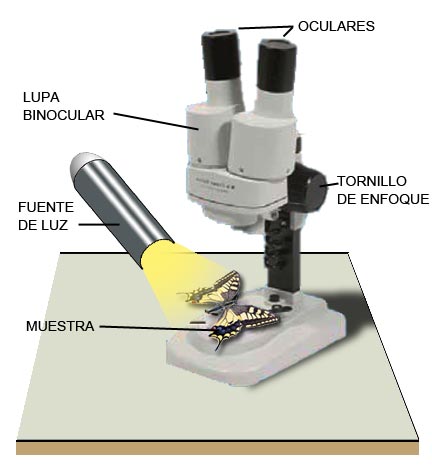 Lupa binocular