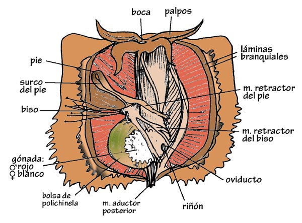 Figura 3