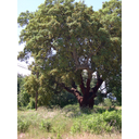 El alcornoque (<em>Quercus suber</em>) es una especie propia del bosque mediterráneo (cmm).