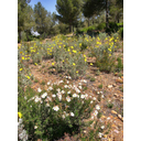 Matorral mediterráneo con jarillas (<em>Halimium, Cistus, Helianthemum</em>,...) y pino carrasco (<em>Pinus halepensis</em>); (cmm).