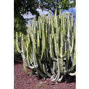 El cardón canario (<em>Euphorbia canariensis</em>) es un endemismo de las islas Canarias (cmm).