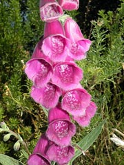 Digitalis thapsi