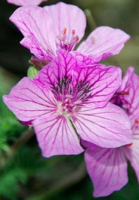 Erodium paularense