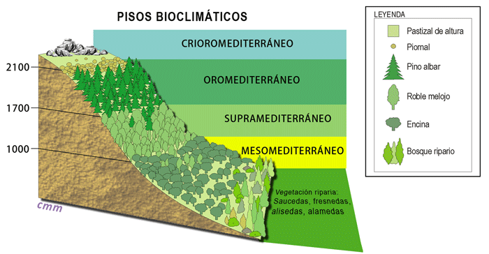 Pisos bioclimáticos en el Sistema Central