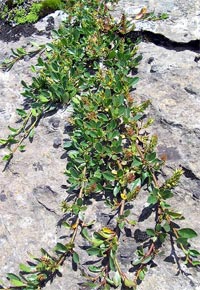 Salix retusa