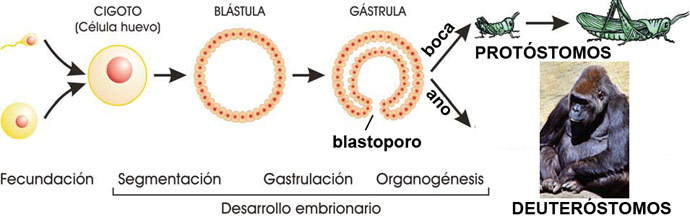 Desarrollo embrionario en protóstomos y deuteróstomos