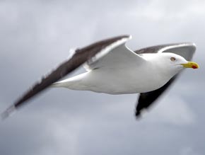 Aves (gaviota)