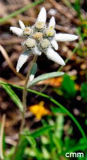 Leontopodium alpinum