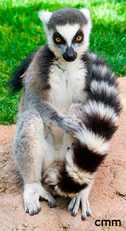 Lemur catta