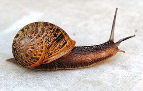 Caracol de huerta, un molusco gasterópodo