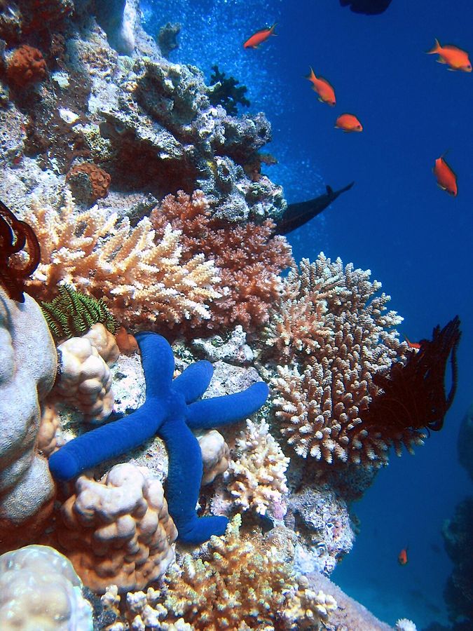 Arrecife de coral de la gran barrera australiana