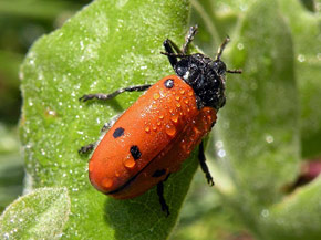 Los insectos son la clase más numerosa de los Artrópodos (escarabajo)