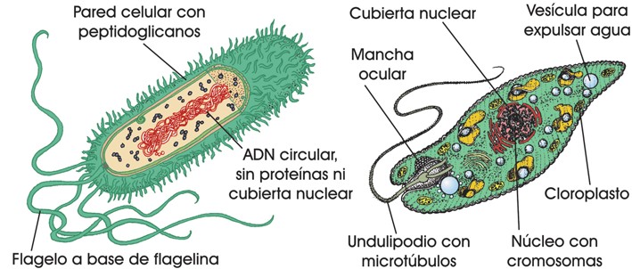 Bacteria y protoctista