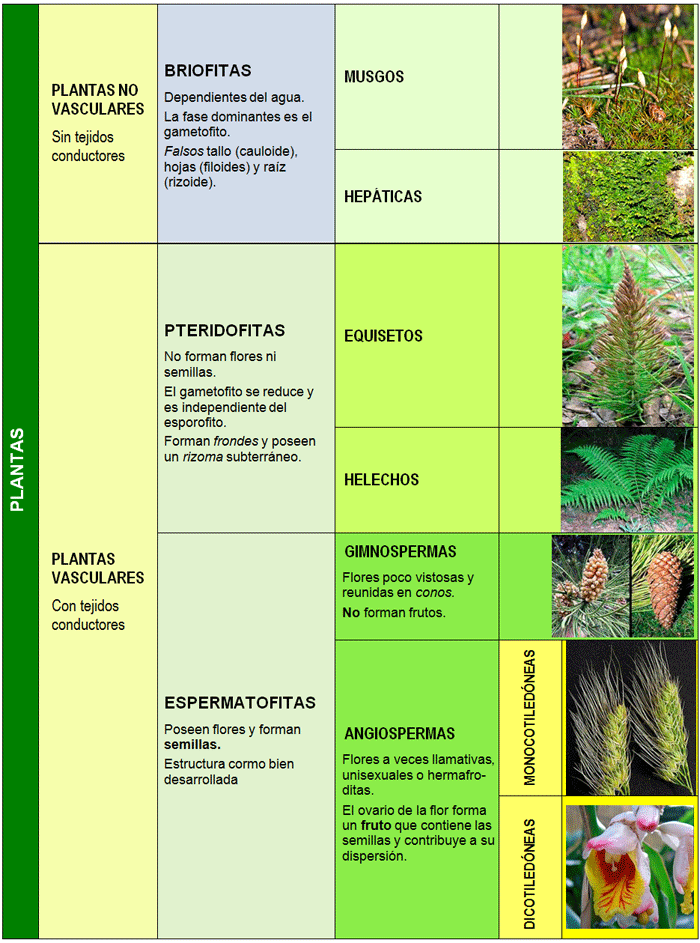 Clasificación de las plantas