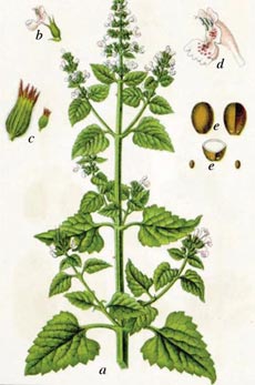 Nepeta cataria