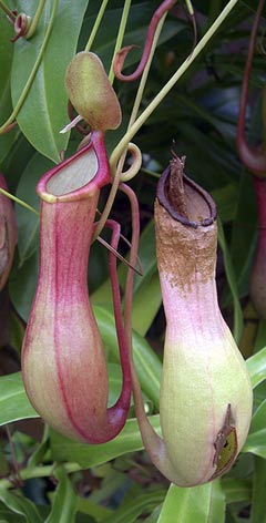 Nepenthes, una planta insectívora