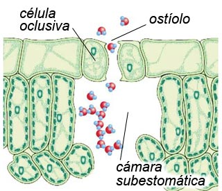 Estructura de un estoma