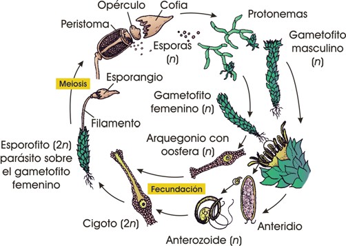 Ciclo vital de un musgo