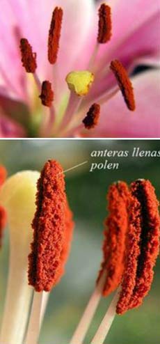 Anteras con polen