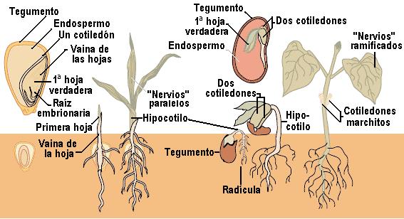 Germinación