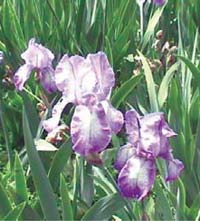 Iris (monocotilédonea)