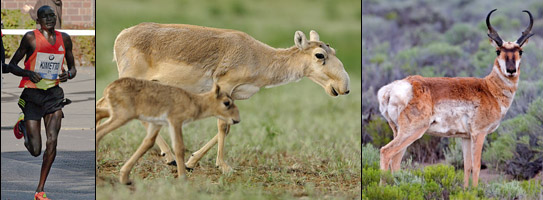 Corredor humano, saiga y berrendo