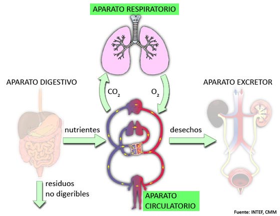 Aparatos que intervienen en la nutrición