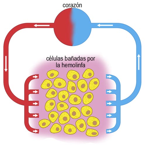 Esquema de aparato circulatorio abierto