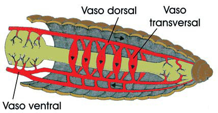 Aparato circulatorio cerrado de lombriz de tierra