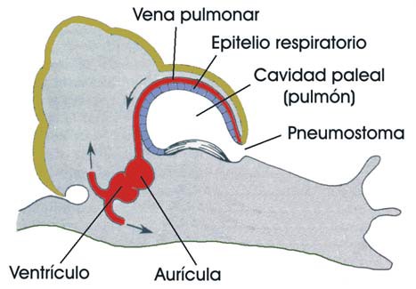 Circulatorio en un caracol terrestre