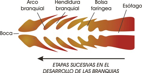 Etapas en la formación de las branquias en vertebrados