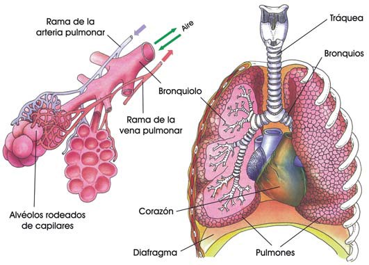 Aparato respiratorio humano