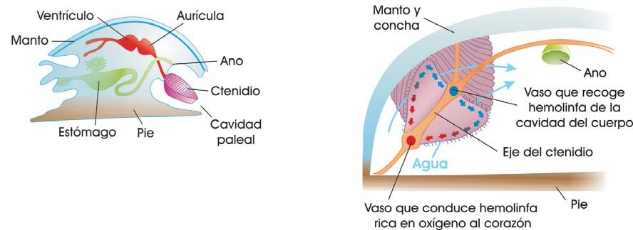 Branquias de moluscos