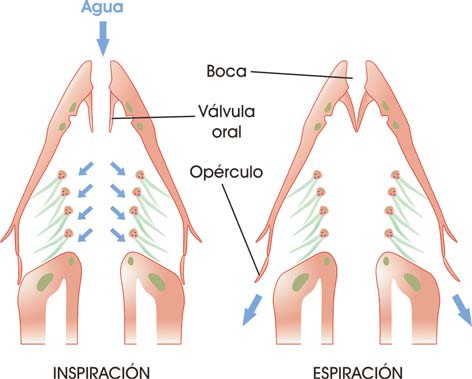 Opérculo en los peces